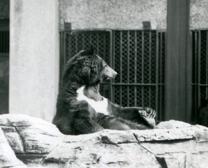 Ein Himalaya-Schwarzbär sitzt auf Felsen und hält seine Zehen, Londoner Zoo von Frederick William Bond