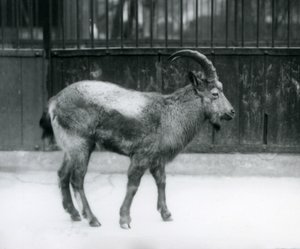 Ein Himalaya-Steinbock im Londoner Zoo, 1927 von Frederick William Bond
