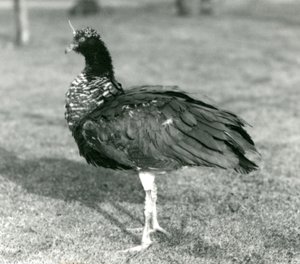 Ein Hornschreier steht auf Gras im Londoner Zoo, September 1927 von Frederick William Bond