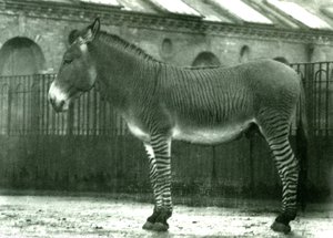 Ein Hybrid-Zebra in seinem Gehege im Londoner Zoo, 1924 (Schwarz-Weiß-Foto) von Frederick William Bond