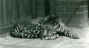 Ein Jaguar ruht im Londoner Zoo im Juni 1924