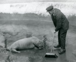 Ein Wärter fegt das Walrossbecken, Londoner Zoo, August 1924 von Frederick William Bond