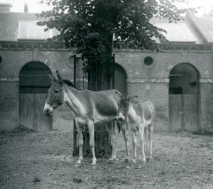 Ein Kiang und ihr Fohlen, die unter einem Baum in ihrem Paddock stehen, Londoner Zoo, August 1927 von Frederick William Bond