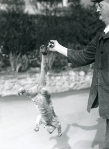 Ein Kinkajou, der kopfüber an seinem Greifschwanz vom Finger eines Pflegers hängt, Londoner Zoo, September 1925 von Frederick William Bond