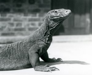 Ein Komodowaran im Londoner Zoo im August 1928