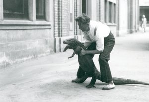 Ein Komodowaran, der von einem Pfleger im Londoner Zoo im August 1928 auf seine Hinterbeine gehalten wird von Frederick William Bond