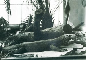 Ein Komodowaran im Reptilienhaus des Londoner Zoos, August 1928 von Frederick William Bond