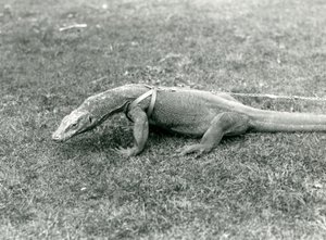 Ein Komodowaran, der auf einem Rasen spazieren geht, mit Geschirr und Leine
