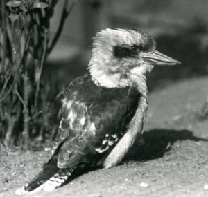 Ein lachender Kookaburra im Londoner Zoo im April 1925 von Frederick William Bond