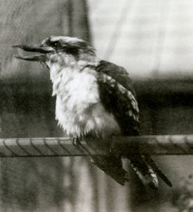 Ein Lachender Hans im Londoner Zoo im Oktober 1924 von Frederick William Bond