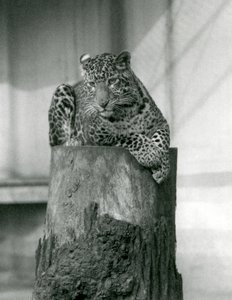 Ein Leopard liegt auf der Spitze eines Baumstumpfes, Londoner Zoo von Frederick William Bond