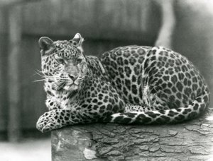 Ein Leopard ruht auf einem Baumstamm im Londoner Zoo im Jahr 1929 von Frederick William Bond