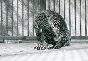 Ein Leopard sitzt in seinem Gehege und putzt sein Bein, Londoner Zoo, 1927 von Frederick William Bond