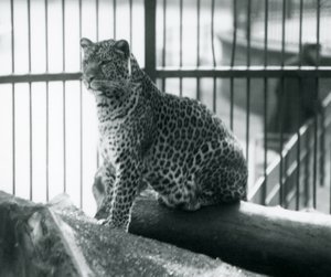 Ein Leopard sitzt auf einem Baumstamm in seinem Gehege im Londoner Zoo, September 1925 von Frederick William Bond