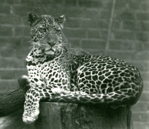 Ein Leopard sitzt auf einem Baumstumpf im Londoner Zoo, 1924 von Frederick William Bond