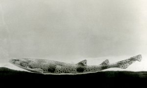 Ein Kleingefleckter Katzenhai im Londoner Zoo, 1924 von Frederick William Bond