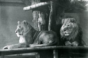Ein Löwe und eine Löwin ruhen auf einer hohen Plattform in ihrem Gehege, London Zoo 1929