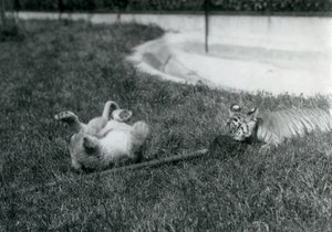 Ein Löwen- und ein Tigerjunges spielen mit einem Mopp auf dem Gras neben einem Pool, Londoner Zoo, September 1925