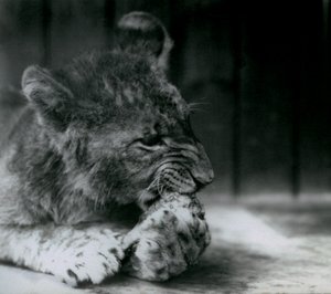 Ein Löwenjunges, fütternd im ZSL Londoner Zoo im Jahr 1927