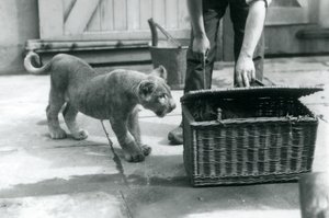 Ein Löwenjunges schaut auf ein Tigerjunges in einem Weidenkorb, den ein Pfleger öffnet, Londoner Zoo, September 1925 von Frederick William Bond