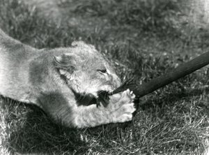 Ein Löwenjunges spielt mit einem Mopp, den sein Pfleger hält, auf dem Gras vor seinem Gehege, Londoner Zoo, September 1925 von Frederick William Bond