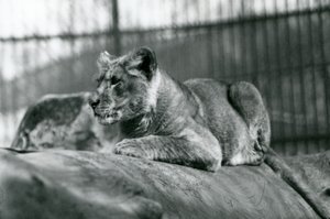 Ein Löwenjunges, das im Juli 1923 im Menagerie geboren wurde, Londoner Zoo, Juli 1924