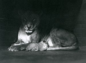 Eine Löwin und ein Junges liegen im Schatten des hinteren Teils ihres Geheges, Londoner Zoo, Oktober 1925