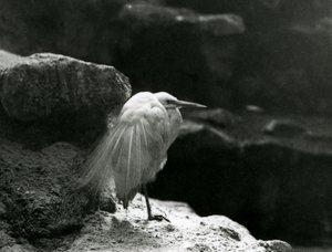 Ein Seidenreiher ruht zwischen Felsen im London Zoo im Jahr 1930 (s/w Foto) von Frederick William Bond