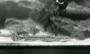 Ein Langnasenhecht oder Nadelhecht, Londoner Zoo, 1924 von Frederick William Bond