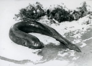 Ein Lungenfisch ruht außerhalb des Wassers im London Zoo, September 1928 von Frederick William Bond