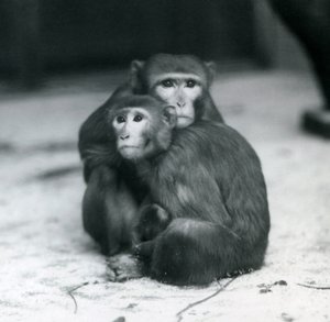 Ein Makake mit ihrem Baby, die zusammen auf dem Boden ihres Geheges im Londoner Zoo sitzen