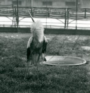 Ein Maguari-Storch führt die Auf-und-Ab-Anzeige aus, während er auf Gras neben einem kleinen Betonbecken steht, London Zoo, Juli 1925 (s/w Foto) von Frederick William Bond