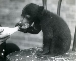 Ein Malaiischer oder Sonnenbärenjunges sitzt auf einem Stuhl und wird von seinem Pfleger im Londoner Zoo gefüttert, 1920er Jahre von Frederick William Bond