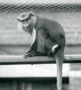 Ein Mona-Affe sitzt auf einer horizontalen Stange in seinem Gehege im Londoner Zoo im September 1925