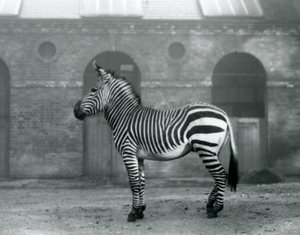 Ein Bergzebra steht in seinem Gehege vor den hohen Türen des Giraffenhauses im Londoner Zoo, 1927 von Frederick William Bond