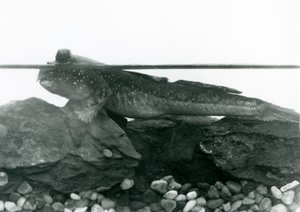 Ein Schlammspringer, der auf untergetauchten Felsen ruht, mit seinen Augen über Wasser, Londoner Zoo von Frederick William Bond