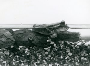 Ein Schlammspringer, der auf untergetauchten Felsen ruht, mit seinen Augen über Wasser, London Zoo von Frederick William Bond