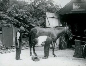Ein Maultier wird im London Zoo im Jahr 1924 beschlagen von Frederick William Bond