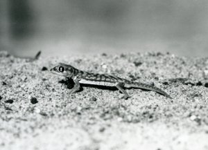 Ein namibischer Sandgecko/Webfußgecko steht auf Sand, London Zoo, September 1928 (s/w Foto)