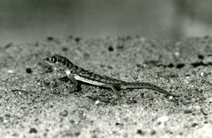 Ein Namib-Sandgecko/Web-Fußgecko, der auf Sand steht, London Zoo, September 1928