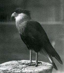 Ein nördlicher Kammkarakara im Londoner Zoo, vor 1930 von Frederick William Bond