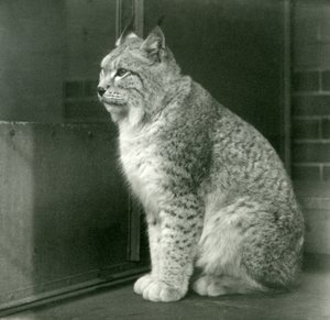 Ein Nordluchs, London Zoo, Februar 1925 von Frederick William Bond