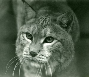 Ein Nordluchs, London Zoo, Februar 1925