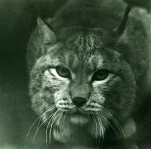 Ein Nordluchs, London Zoo, Februar 1925