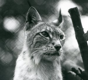 Ein Nordluchs im London Zoo, Juli 1925 von Frederick William Bond