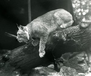 Ein Nordluchs, der sich von einem Ast herunterbeugt, Londoner Zoo, Oktober 1925 von Frederick William Bond