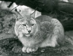Ein Nordluchs, der auf einem Felsen sitzt, Londoner Zoo, Oktober 1925 von Frederick William Bond