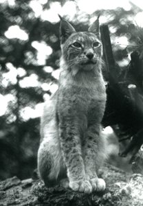 Ein Nordluchs sitzt im London Zoo, Juli 1925 von Frederick William Bond