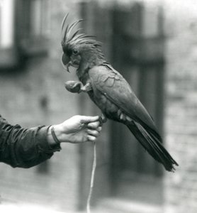 Ein Palm-Goliath-Großer Schwarzer Kakadu hält sich mit einem Fuß am Finger eines Wärters fest und hält mit dem anderen einen eiförmigen Leckerbissen, Londoner Zoo, September 1927 von Frederick William Bond