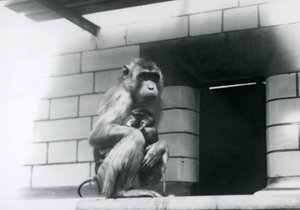Ein Schweinsaffenweibchen hält ihr Baby, während sie auf einem gefliesten Sims in ihrem Gehege im Londoner Zoo 1928 sitzt